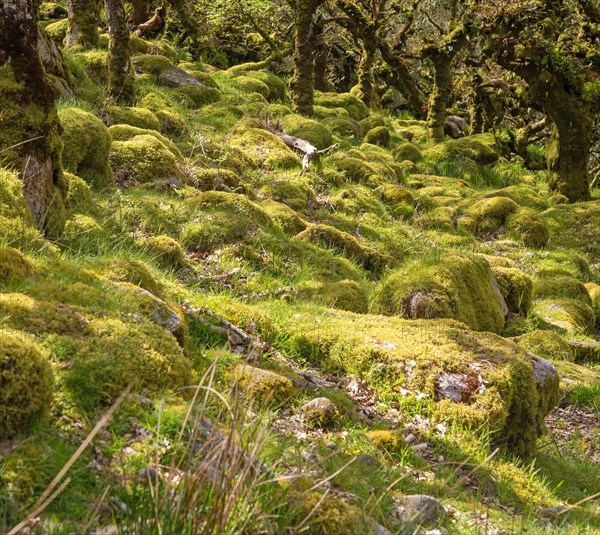 Trees in upland oakwood moss covered granite boulders