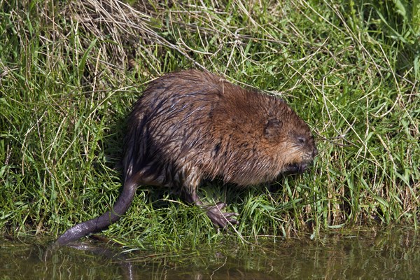 Muskrat