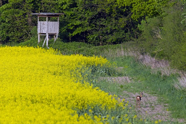 Roe deer and raised stand at forest edge in rape field in spring