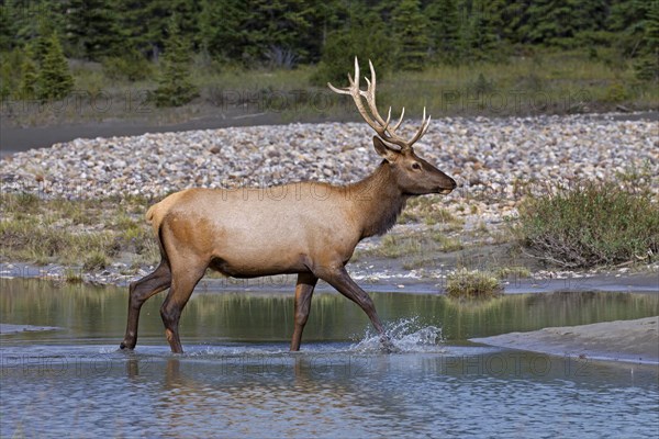 Elk