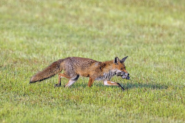 Red fox