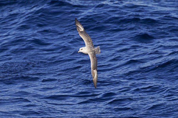 Northern fulmar