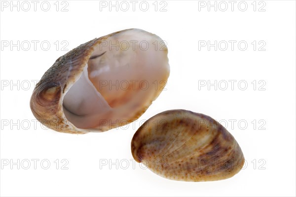 American slipper limpets