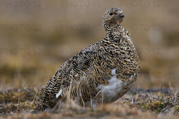 Svalbard rock ptarmigan