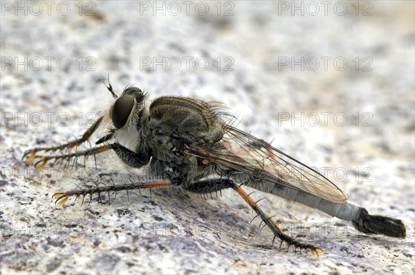 Robber fly