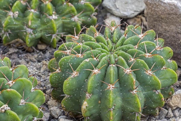 Echinopsis frankii