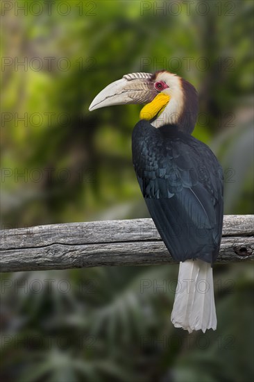 Wreathed hornbill