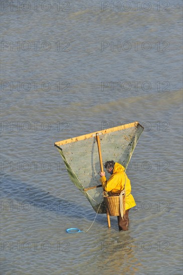 Shrimper fishing for shrimps with shrimping net along the beach at Le Treport