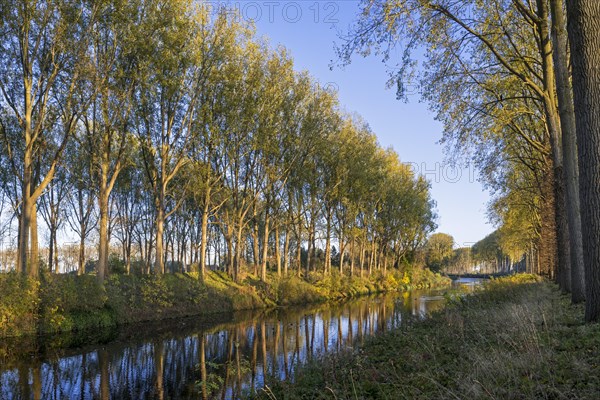 Poplar trees along the Schipdonk Canal