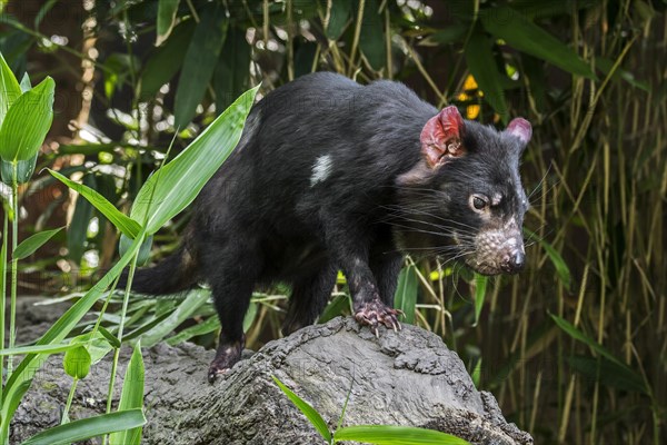 Tasmanian devil