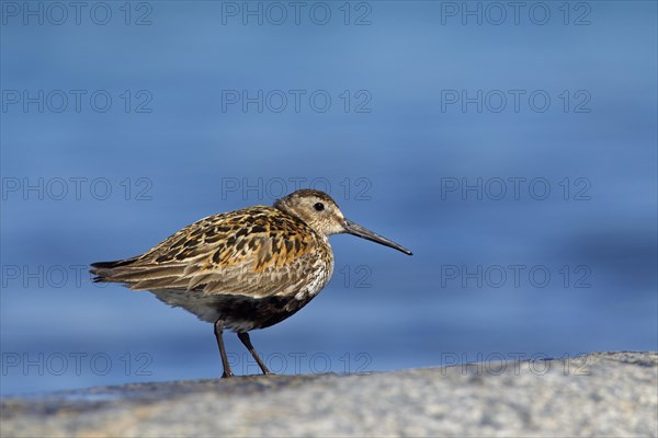 Dunlin