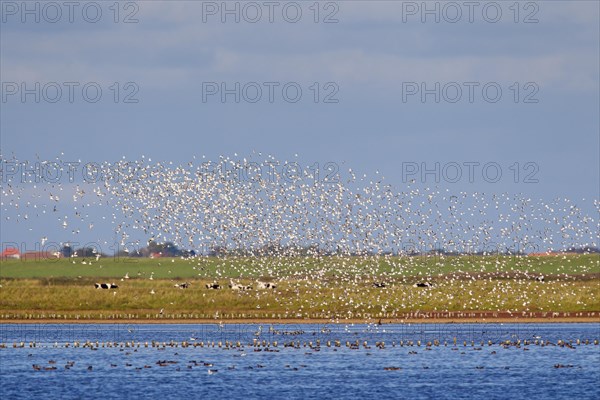 Dunlin