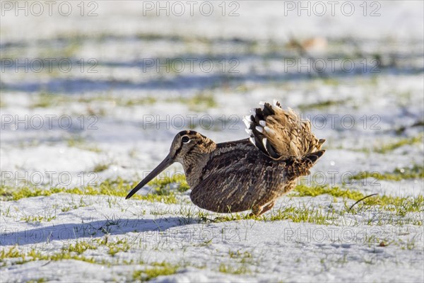 Eurasian woodcock