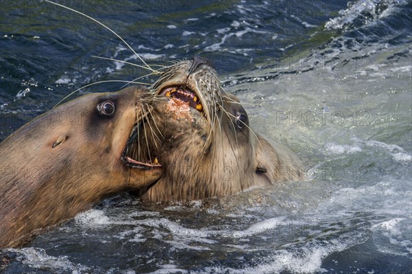 Steller sea lion