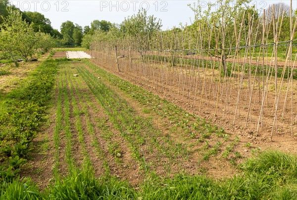 Henri's Field growing area