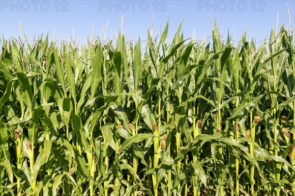 Side view of sweetcorn maize crop against blue sky