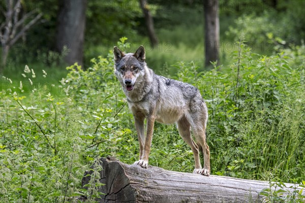 Skinny solitary Eurasian wolf