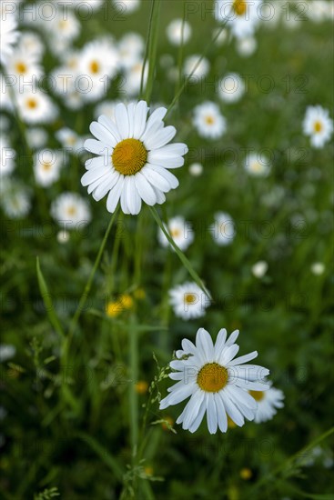 Lovely ox-eye daisies