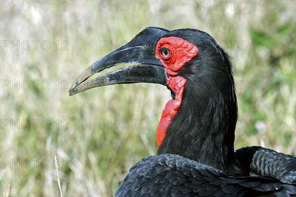 Southern Ground Hornbill