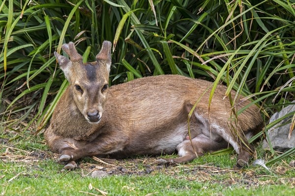 Indian hog deer