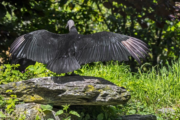 American black vulture