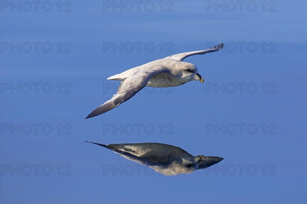 Northern fulmar