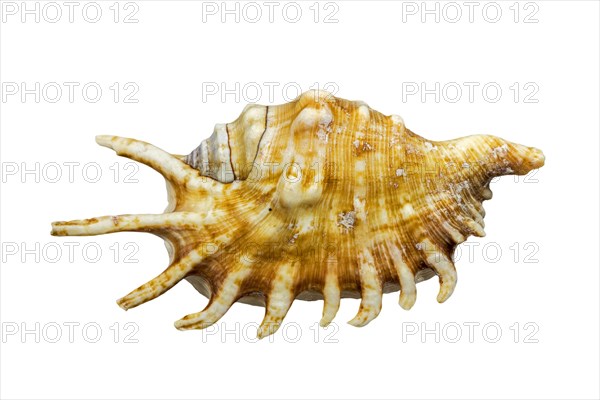 Millipede spider conch