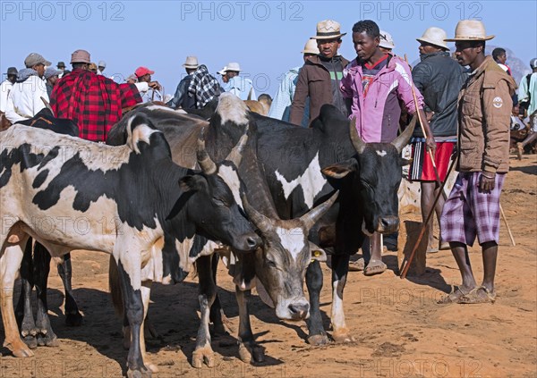 Malagasy cattle herders