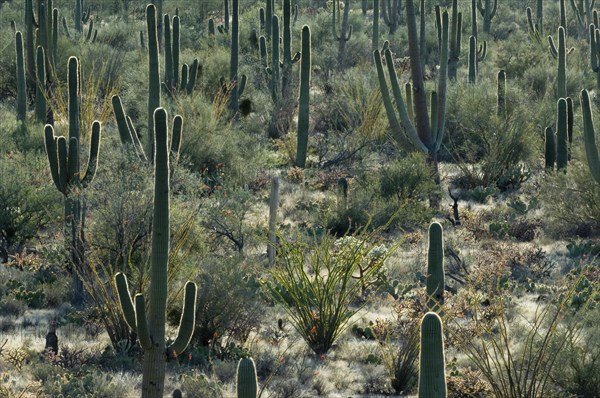 Saguaro