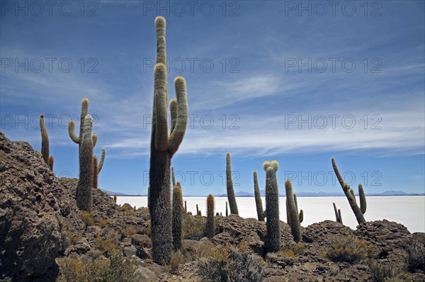 Cacti