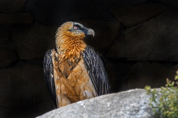 Bearded vulture