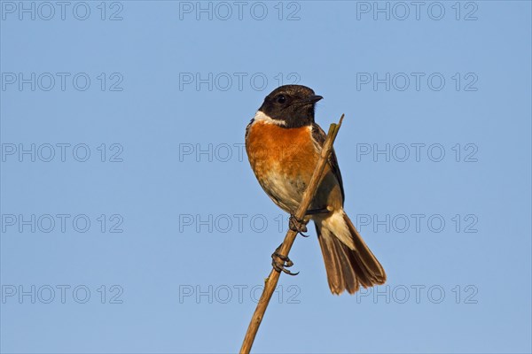 European Stonechat