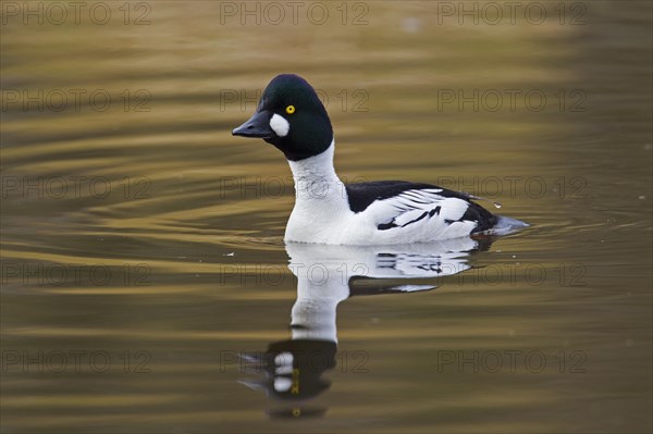 Common goldeneye