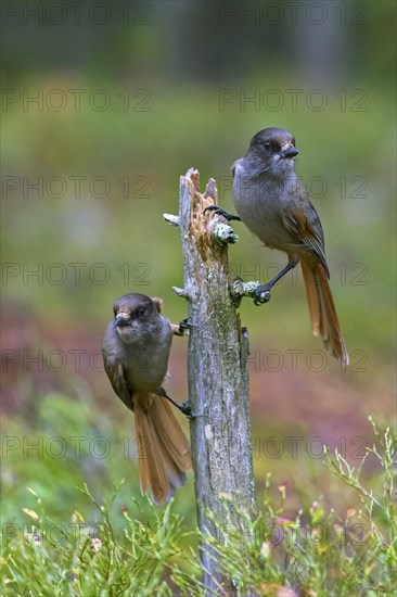 Two Siberian jays