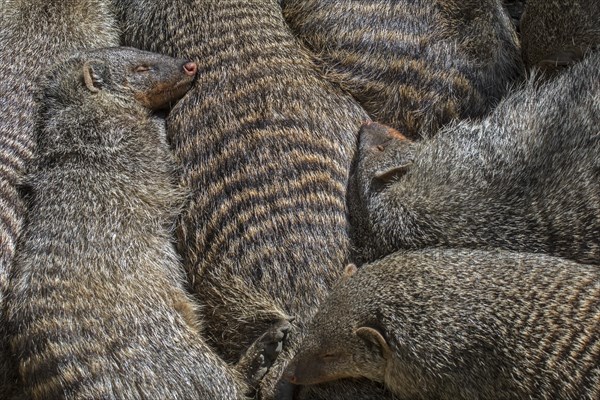 Snuggling banded mongooses