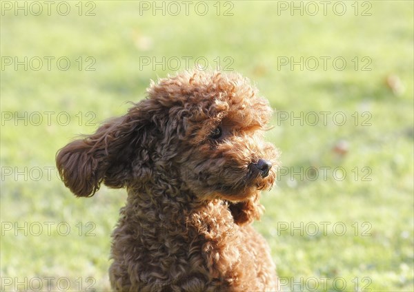 Toy Poodle