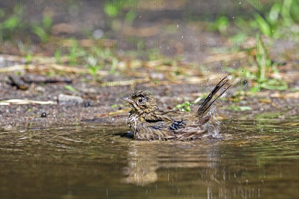 Tree pipit