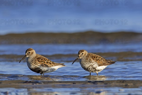 Two dunlins