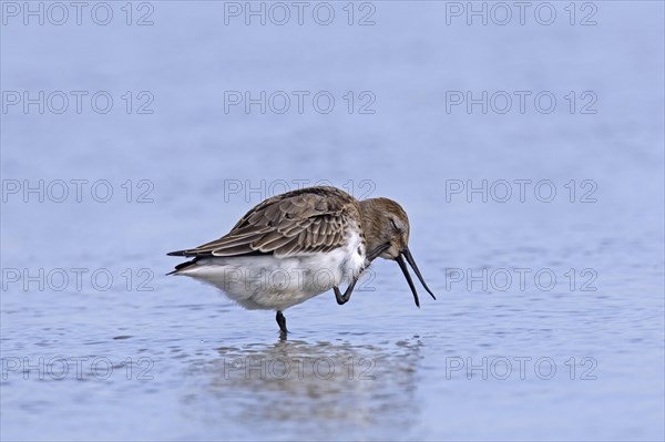 Dunlin