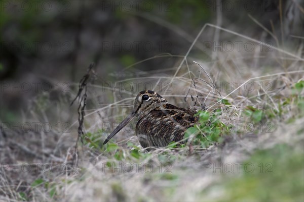 Eurasian woodcock