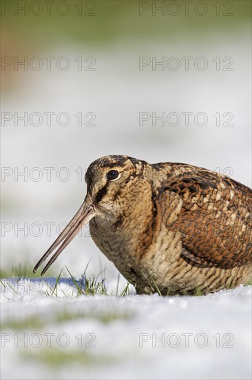 Eurasian woodcock