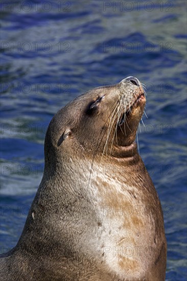 Steller sea lion