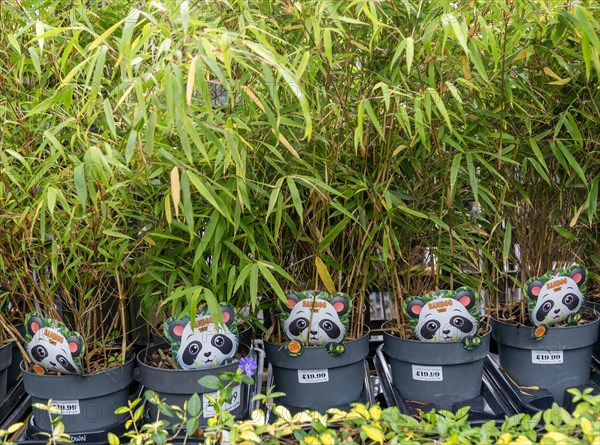 Potted bamboo plants on sale in garden centre