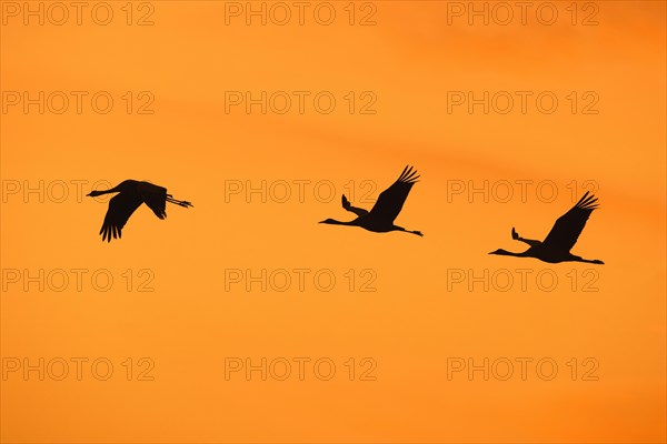 Migrating flock of common cranes