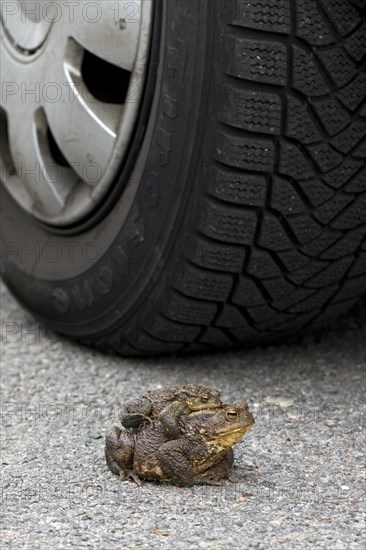 Common Toad