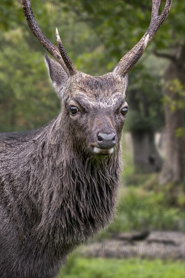 Sika deer