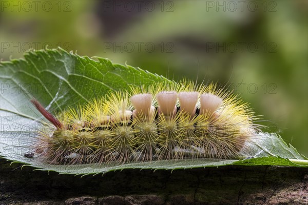 Pale tussock