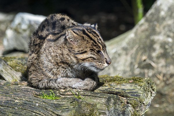 Fishing cat