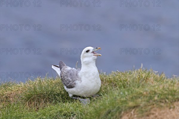 Northern fulmar