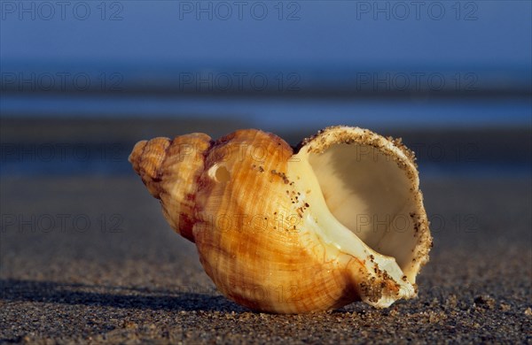 Common whelk